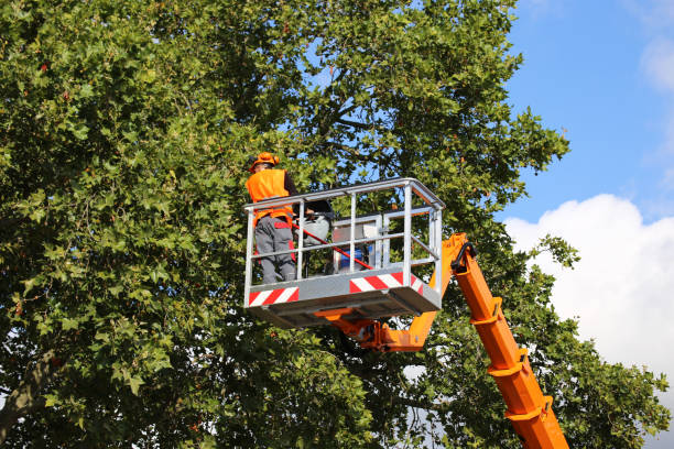 Best Tree Mulching  in Walton Park, NY